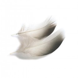 Plumas de espalda de ánade...