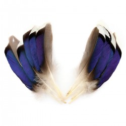 Plumas de cola de ánade...