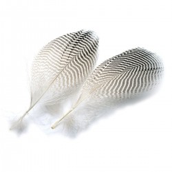 Plumas de costado de...