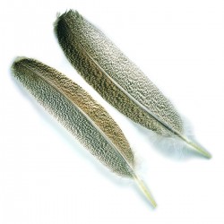 Plumas de ala de pavo...