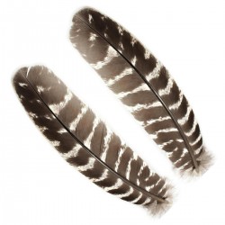 Plumas de ala de pavo...